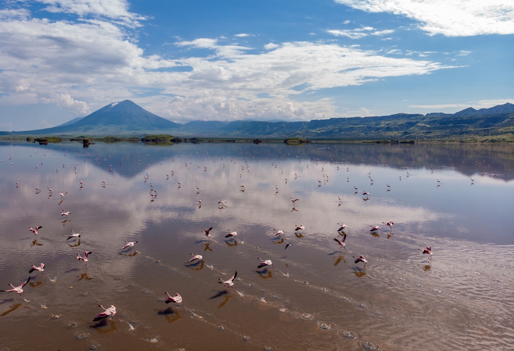 Aerial Shot. A flock of lesser flamingos Flying Above Brown Salt Water of Lake Natron with Ol Doinyo Lengai Volcano on Background. Tanzania, East Africa