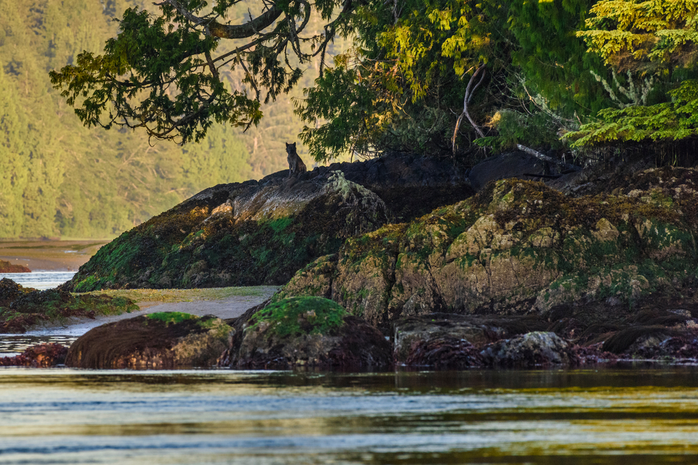 Canada, British Columbia, Tofino. Coastal wolf in the intertidal zone.
