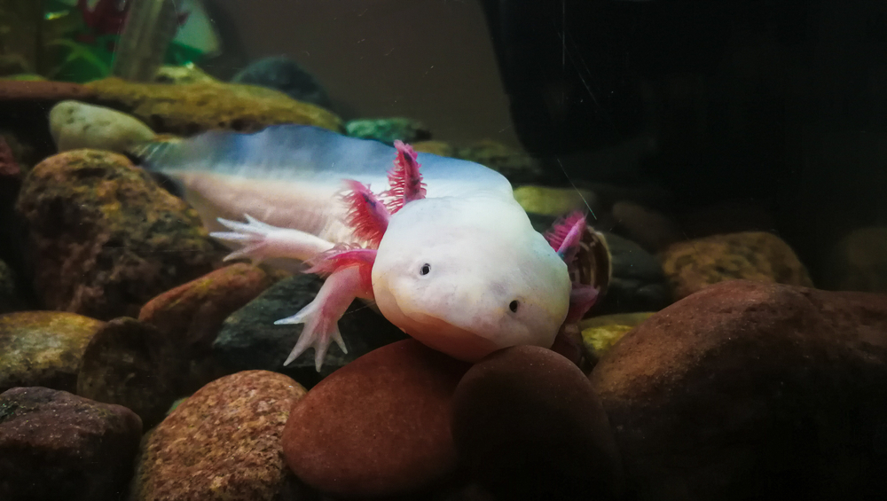 Adorable axolotl is exotic aquarium pet