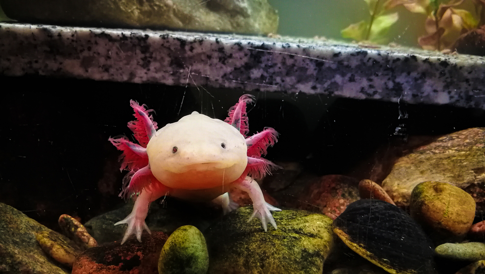 Adorable axolotl is exotic aquarium pet