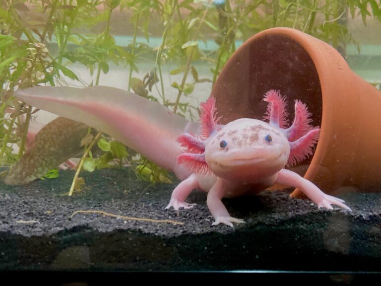 The Remarkable Axolotl: Nature’s Guide to Regrowing Limbs - Featured image
