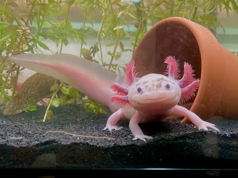 Adorable axolotl is exotic aquarium pet