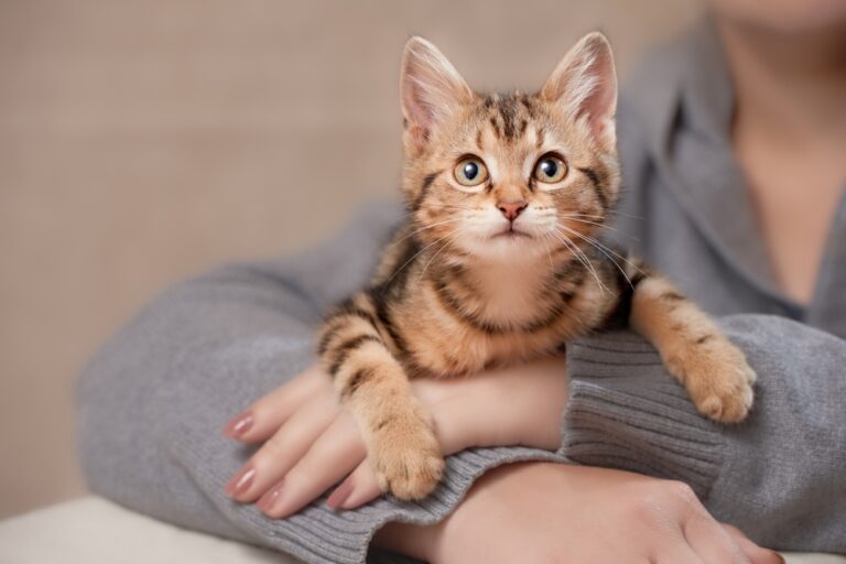 The Evolutionary Secrets Behind the Perfection of Cats - Featured image