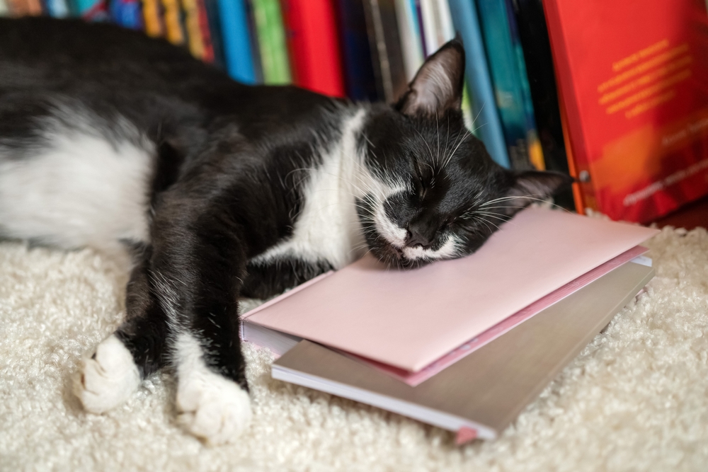 the cat sleeps on books. wise cat and books. cute cat is napping