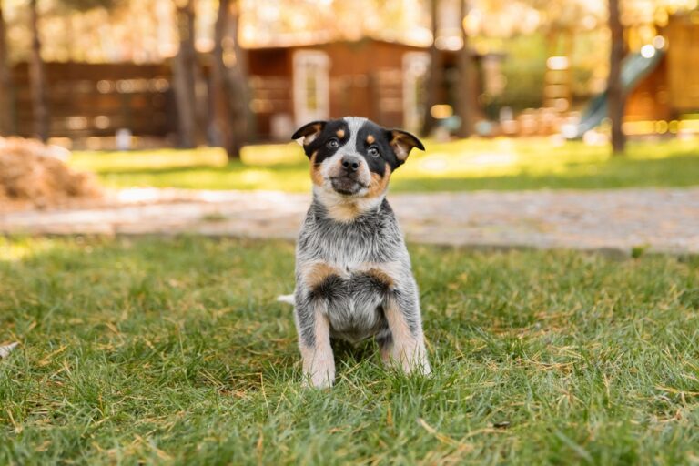 7 Smartest Dog Breeds with Incredible Memory Skills - Featured image