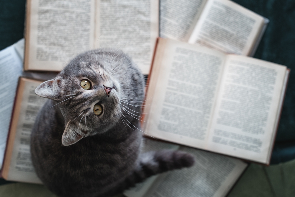 Funny cats. Funny animals. Cat sitting among books and looking up. Cat resting on books in the library. Learning Concept.