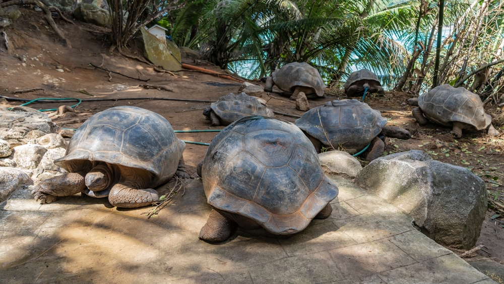 giant tortoises