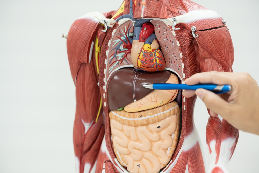 Anatomy human body model isolated on white background.Part of human body model with organ system.Human abdominal model.Doctor explain to patient for medical treatment.