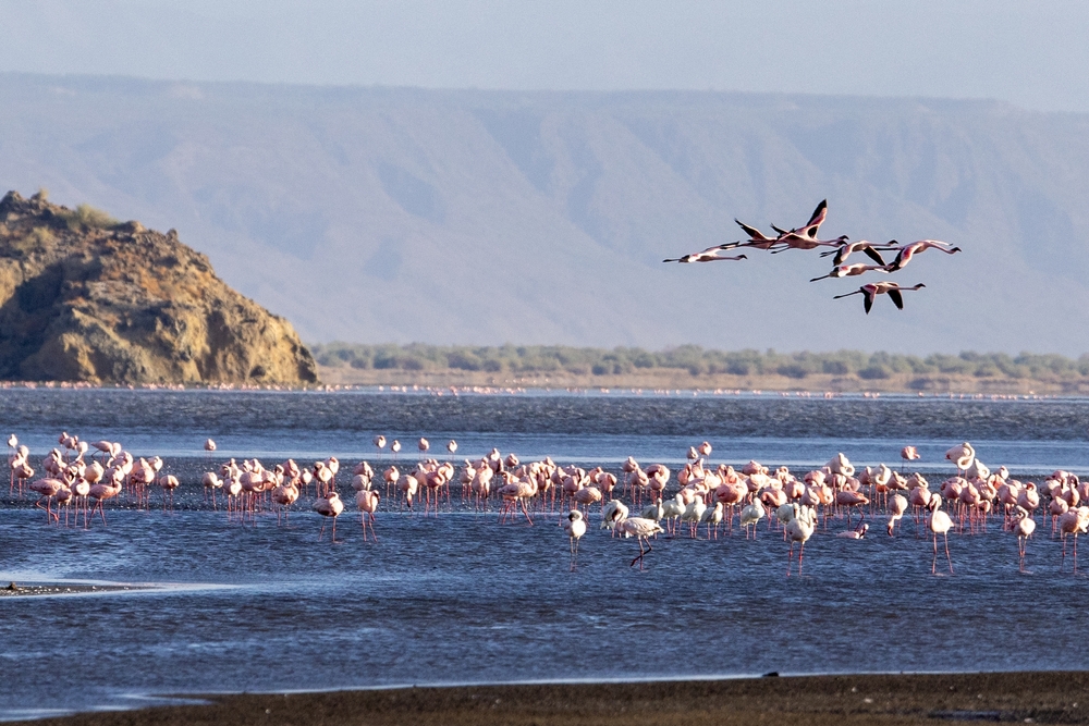 Lake Natron, the largest lake in the East African Rift Valley in Tanzania and to a small extent in Kenya, known for its pink flamingos