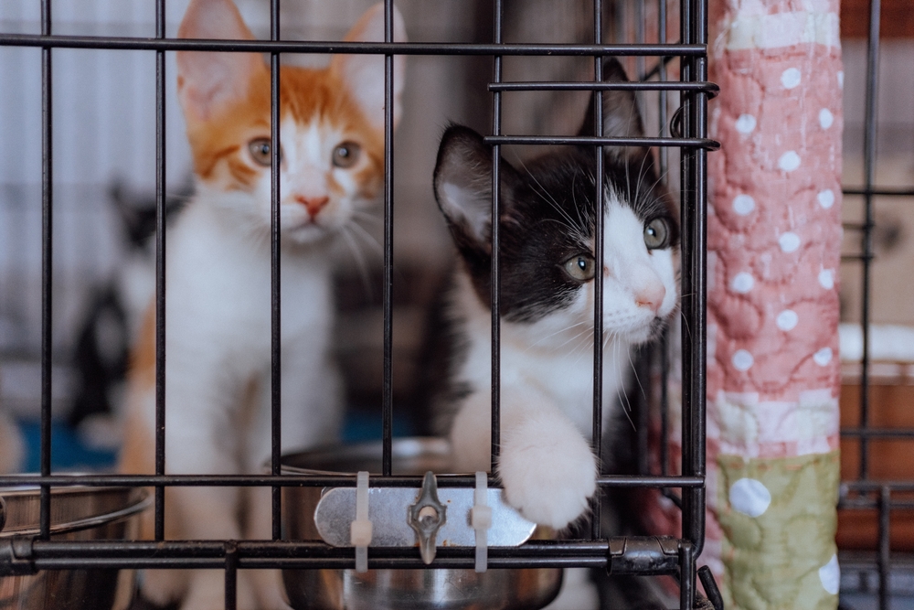 Cute cats and little kittens in a cage at a homeless animal shelter