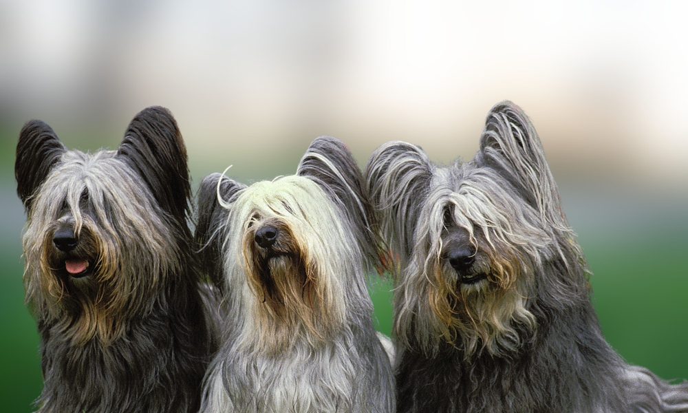 The Skye Terrier is a Scottish dog breed that is a long, low, hardy terrier and "one of the most endangered native dog breeds in the United Kingdom" according to the Kennel Club.