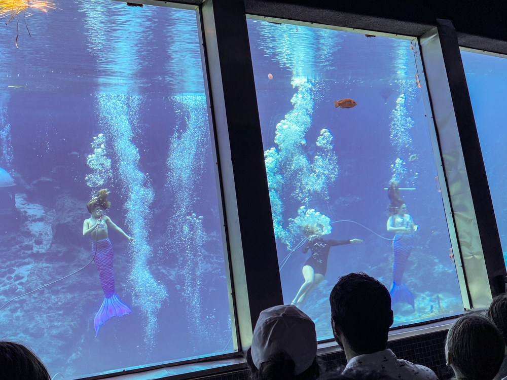 Weeki Wachee, Florida - Aug 8, 2024: Weeki Wachee Springs, a natural tourist attraction where underwater performances by "mermaids," women wearing fish tails viewed in an aquarium-like setting.