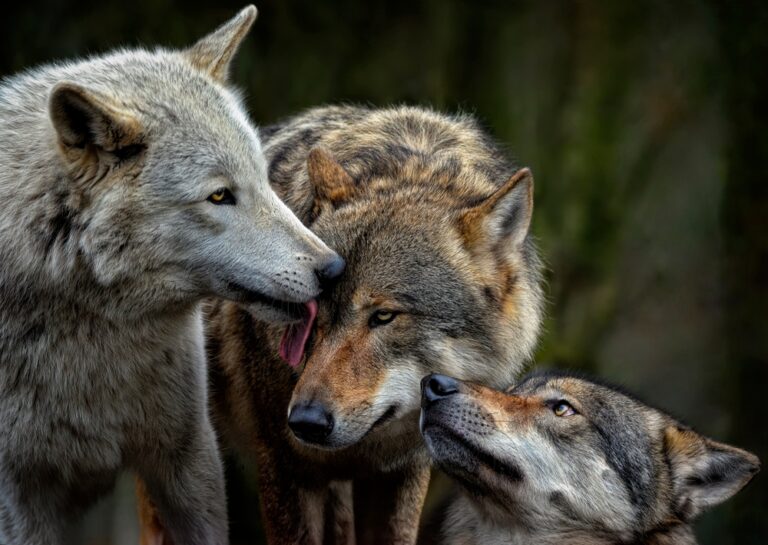 The Island Where Wolves Roam Freely And Welcome Visitors - Featured image