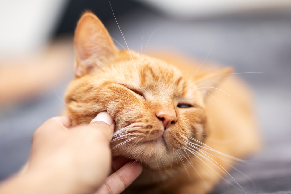 A detailed closeup image of a person gently and affectionately petting the soft face of a lovely cat, showcasing the cats features