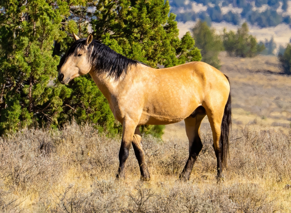 Wild mustang horses in the South Steens desert in Harney County, Oregon