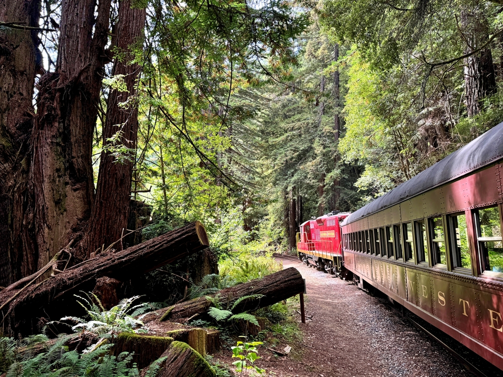 Fort Bragg, California, Usa - Sep 15, 2024: The Skunk Train travels through a lush redwood forest near Fort Bragg, curving along the tracks with ferns and tall trees lining the route.