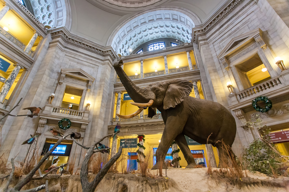 WASHINGTON DC, USA - January 04, 2009: The African Elephant in the Museum of Natural History in WASHINGTON DC.
