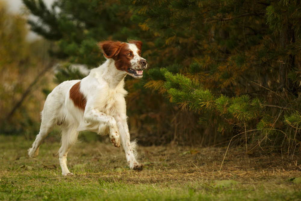 Irish Red And White Setter Walking Outdoor in Autumn