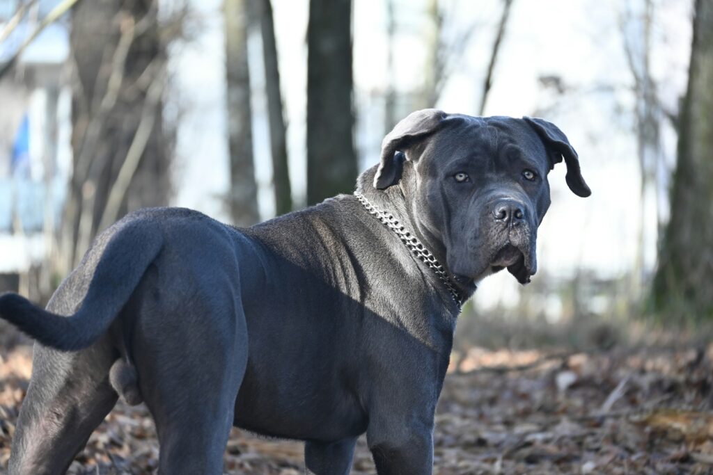 striking image of a cane corso