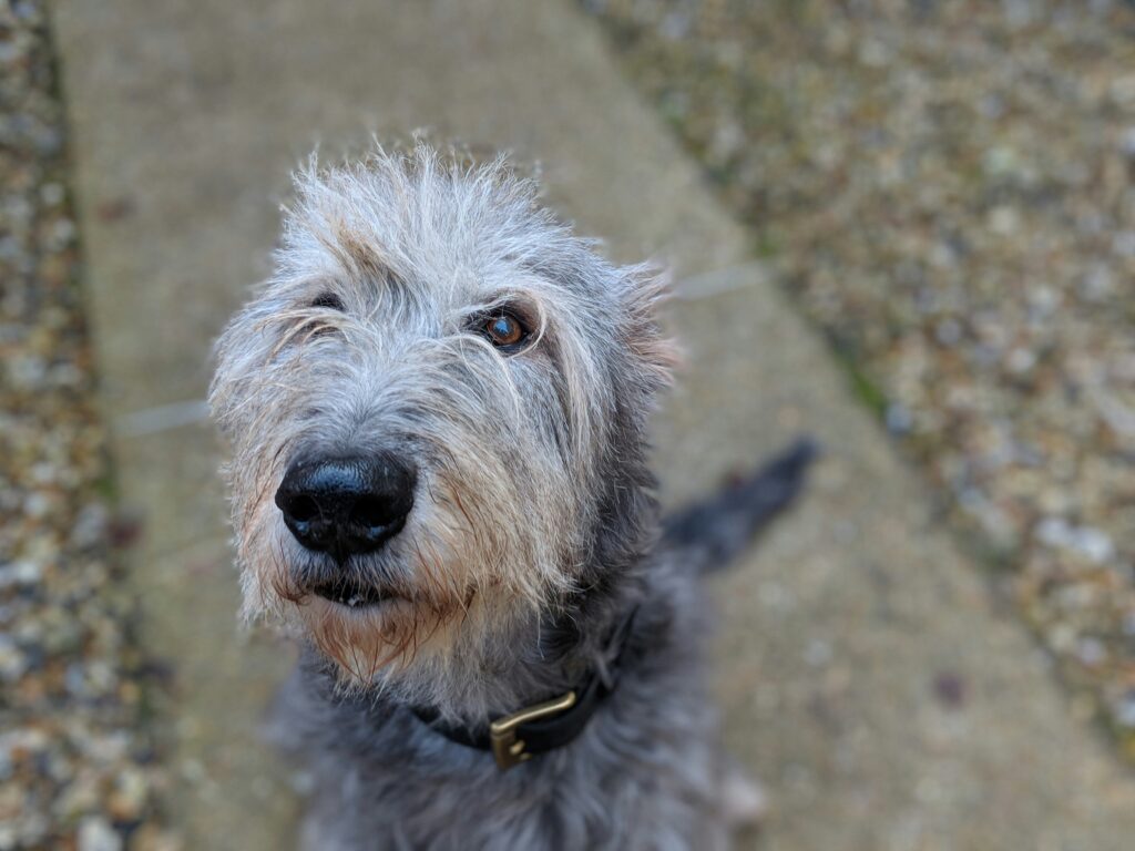 upclose of an IIrish Wolfhound