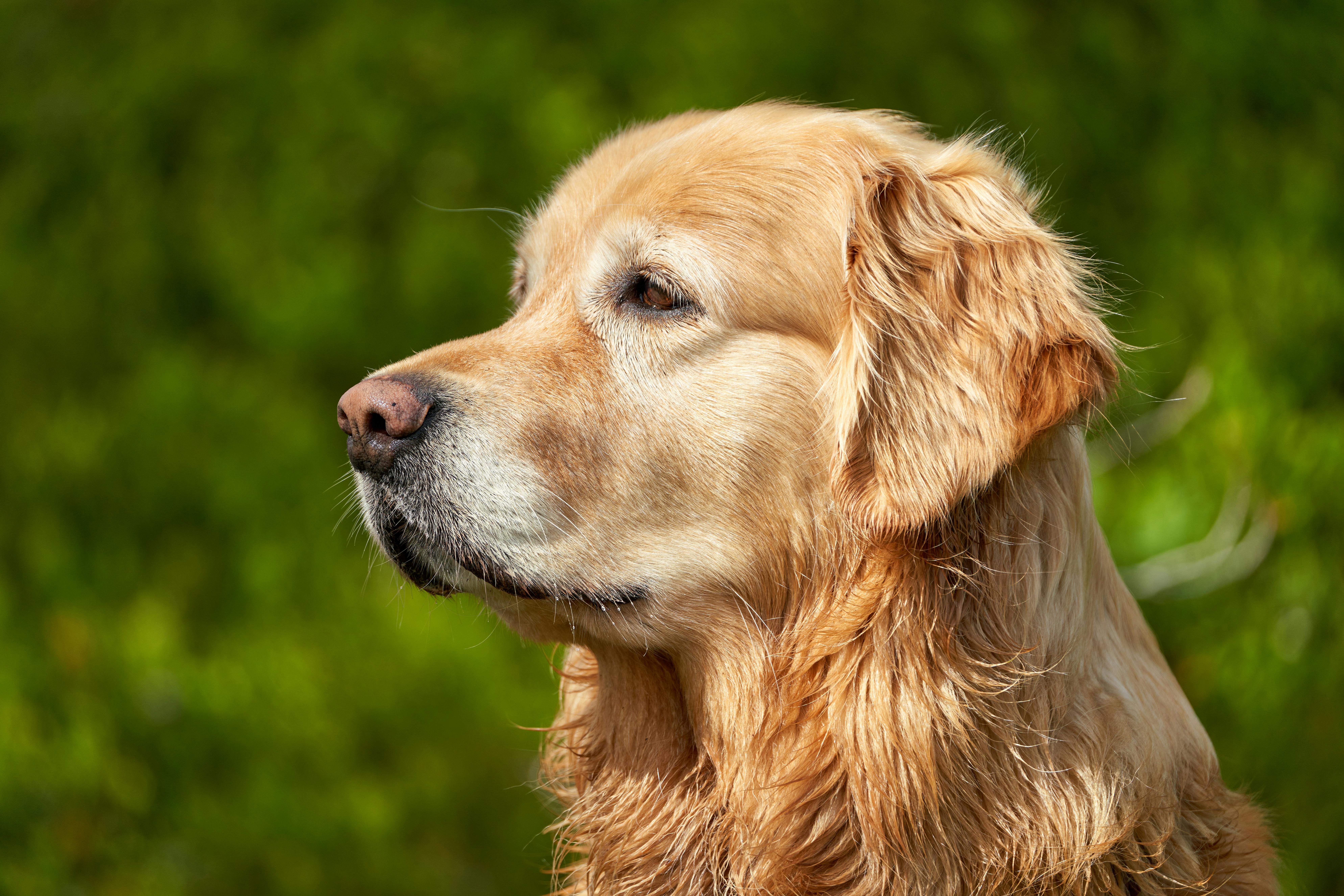 wet labrador dog