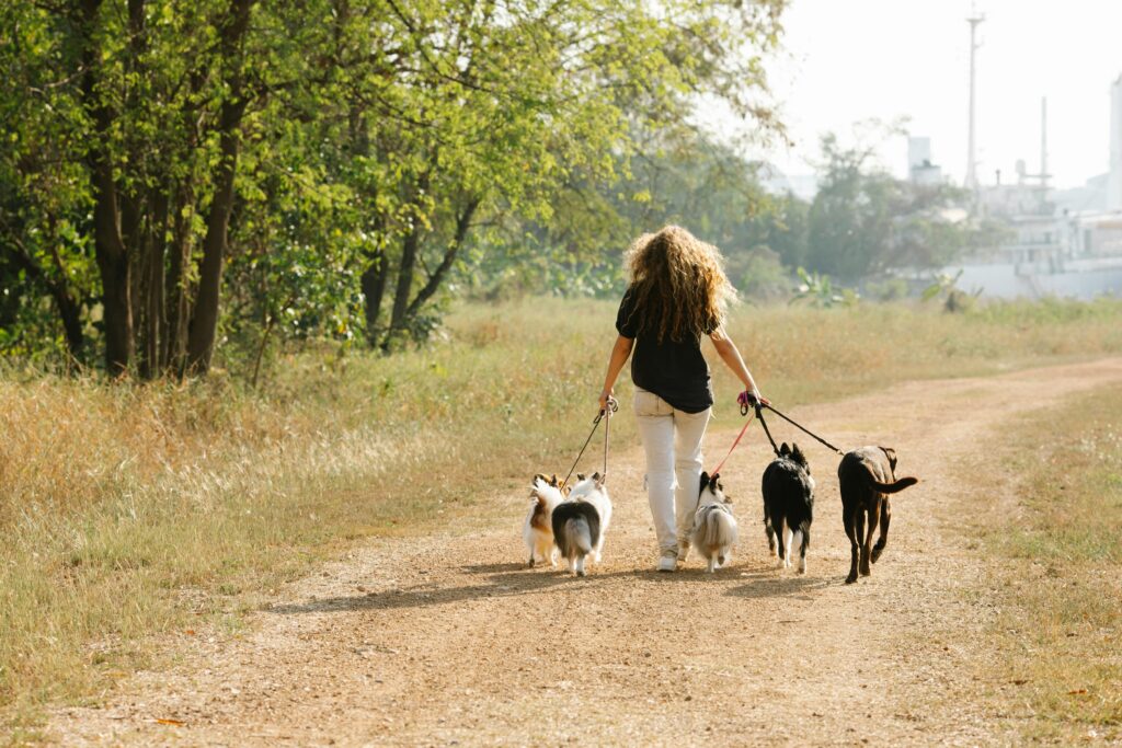 woman taking dogs for a walk