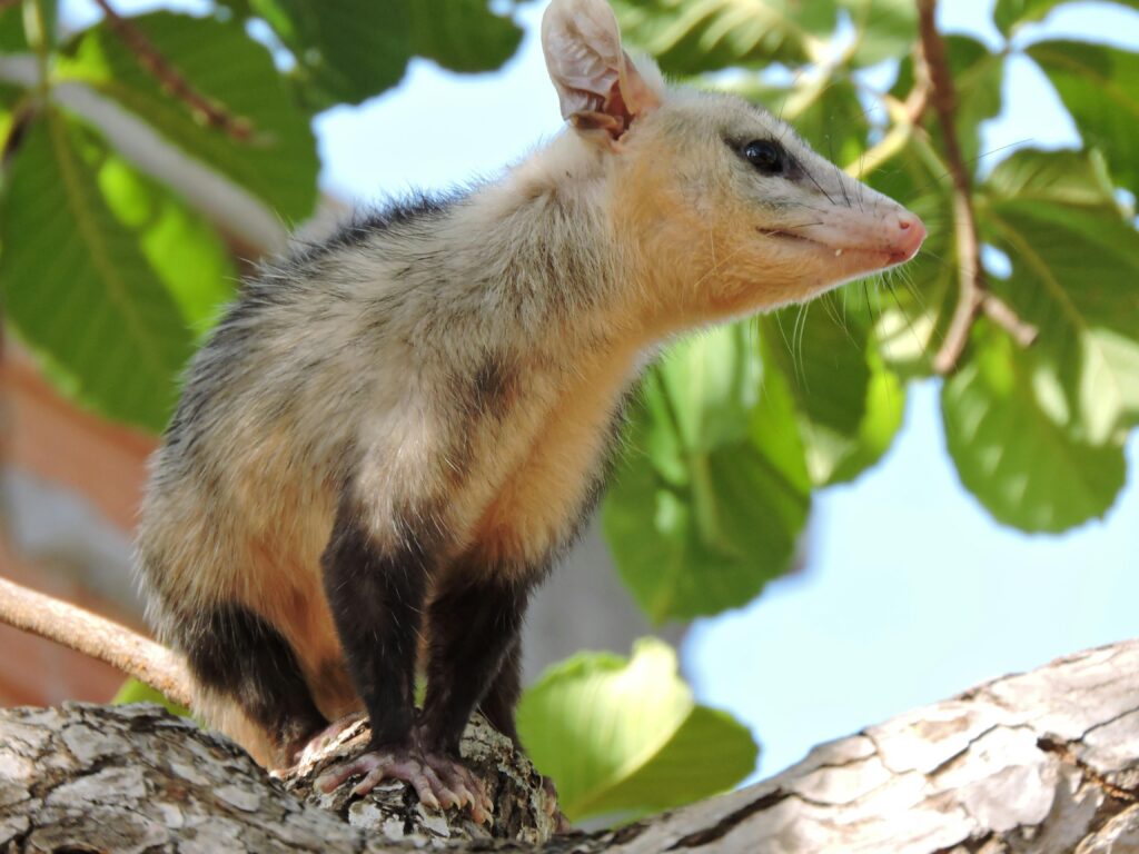 Opossum sitting on tree in countryside
