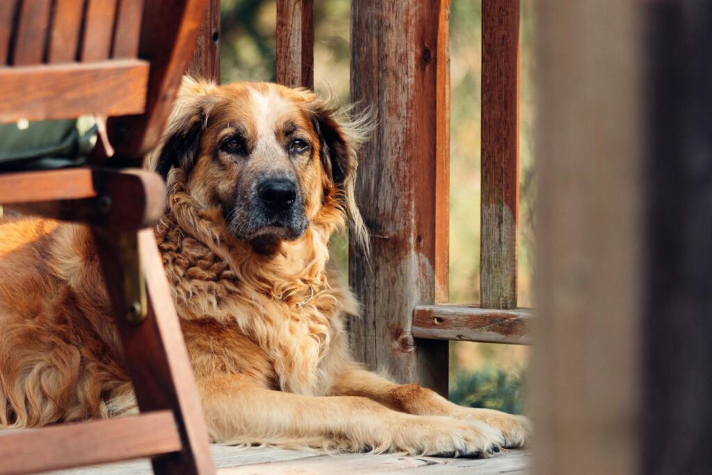 image of brown dog near chair