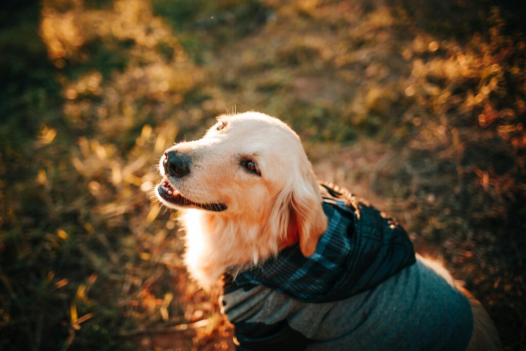 cute image of cute dog