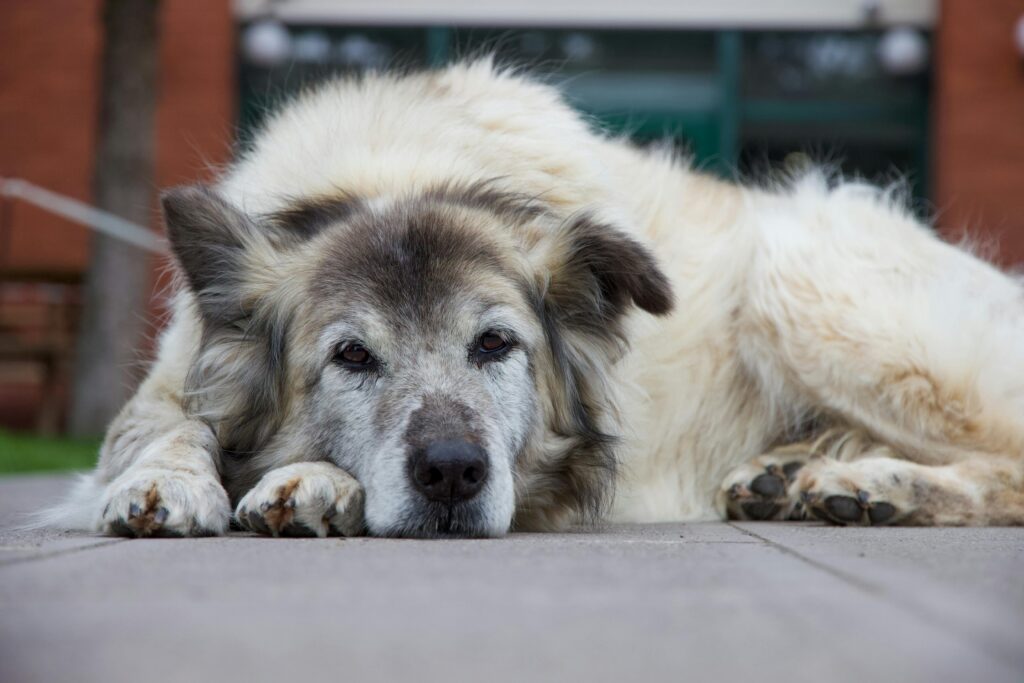 fluffy white dog lying down