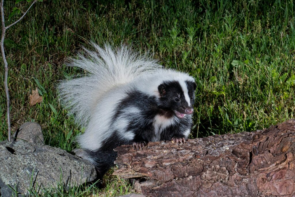 image of a skunk
