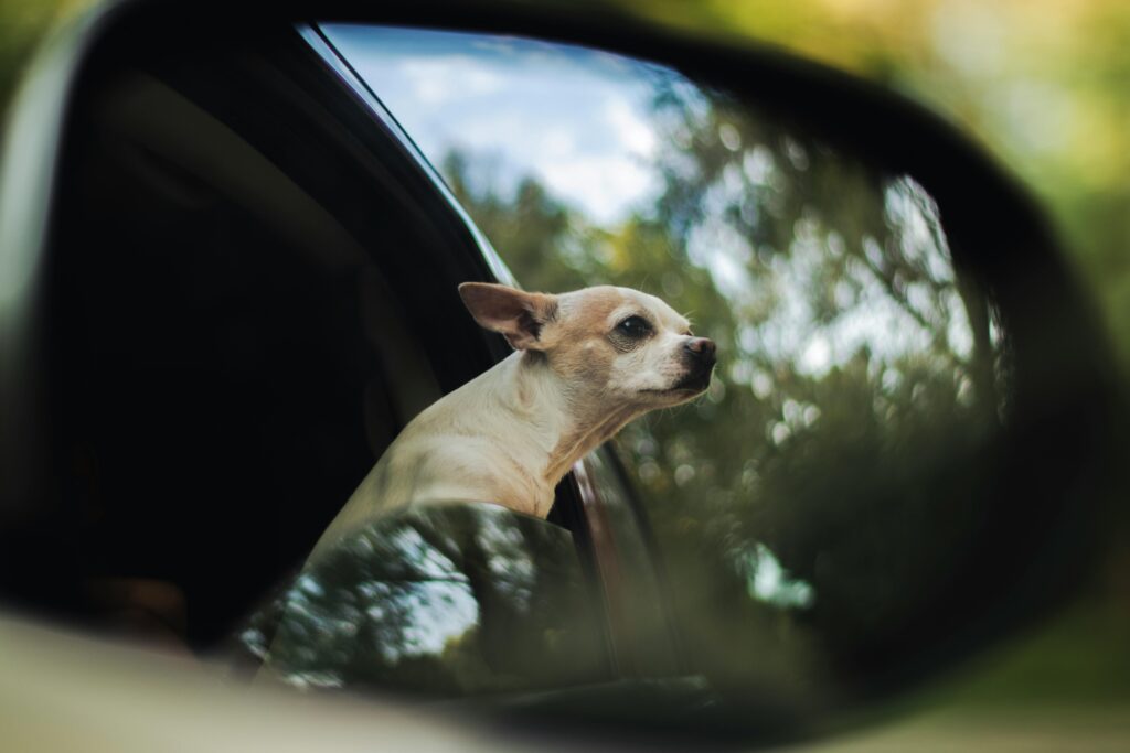 image of small dog in mirror