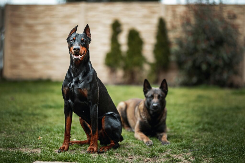 two dogs on lawn