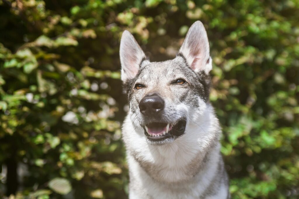 cute dog with brown eyes