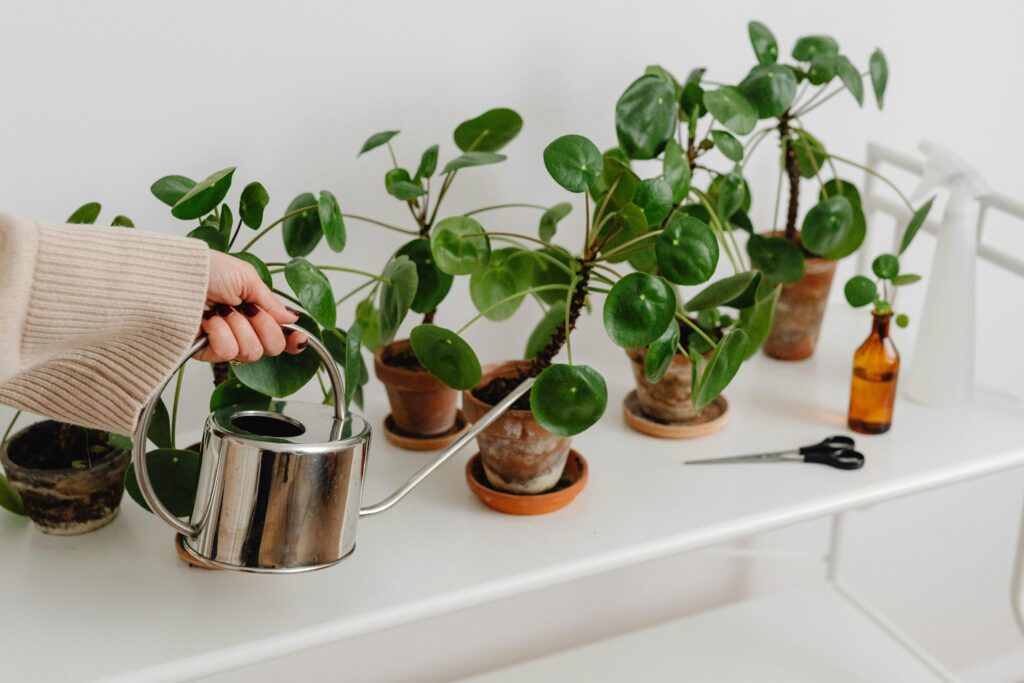 woman watering plants