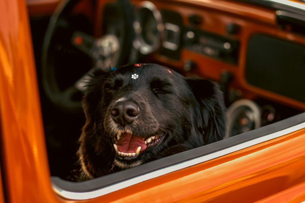 cute dog with stickers
