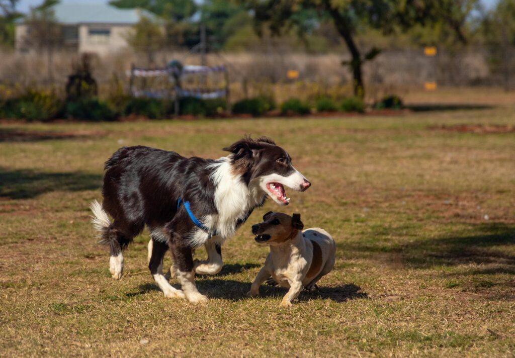 two dogs playing in field