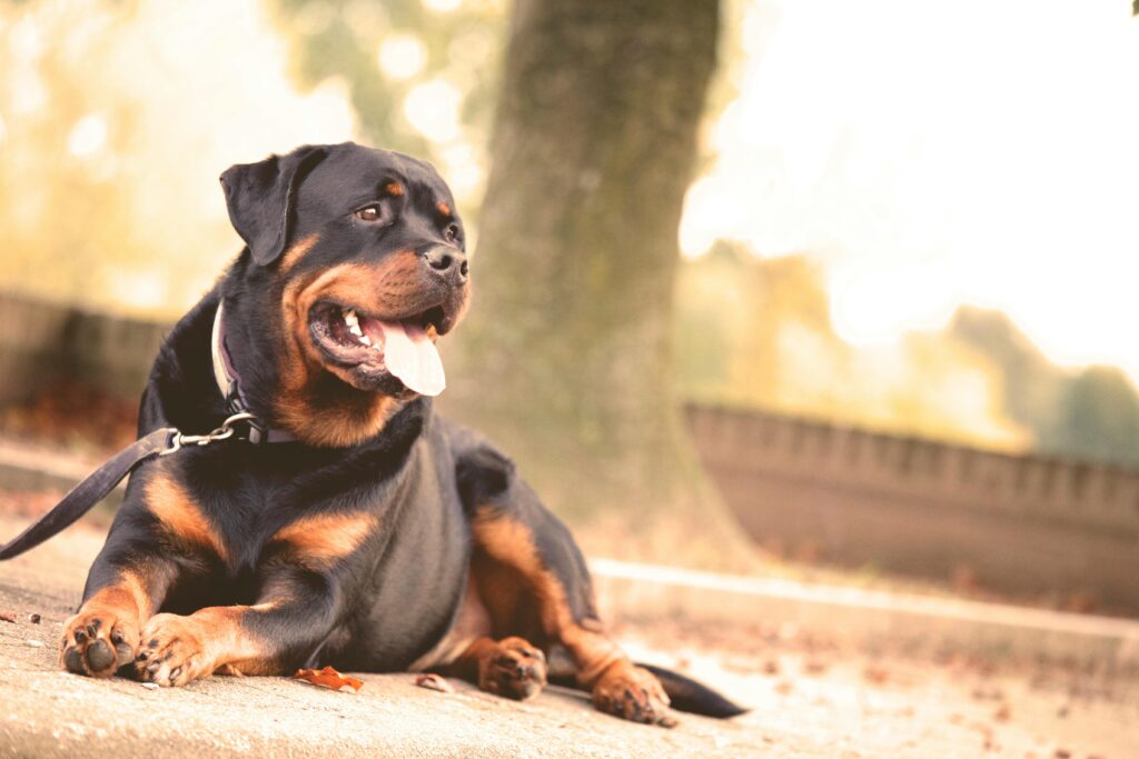 black and brown Rottweiler