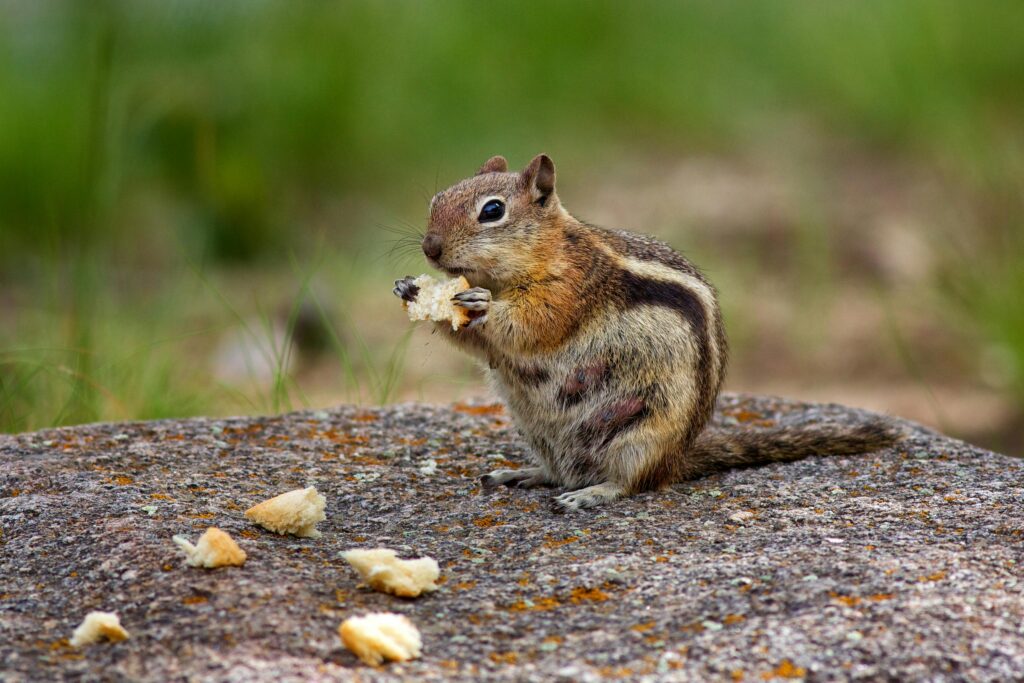 Image of a Chipmunk