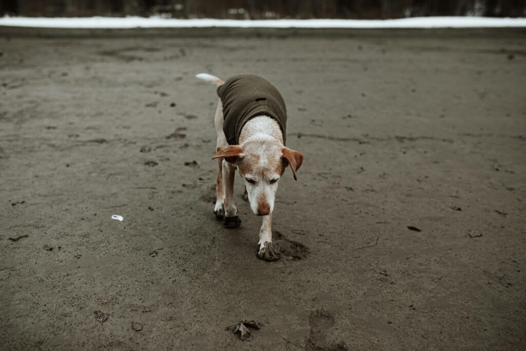 old dog walking on beach