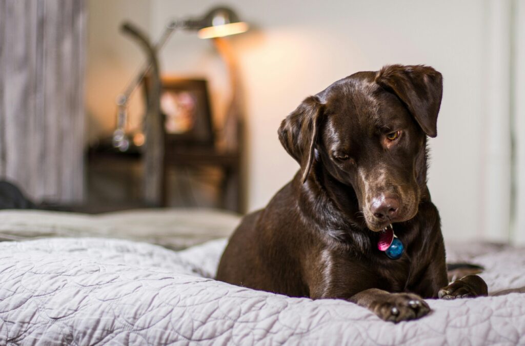 cute brown dog