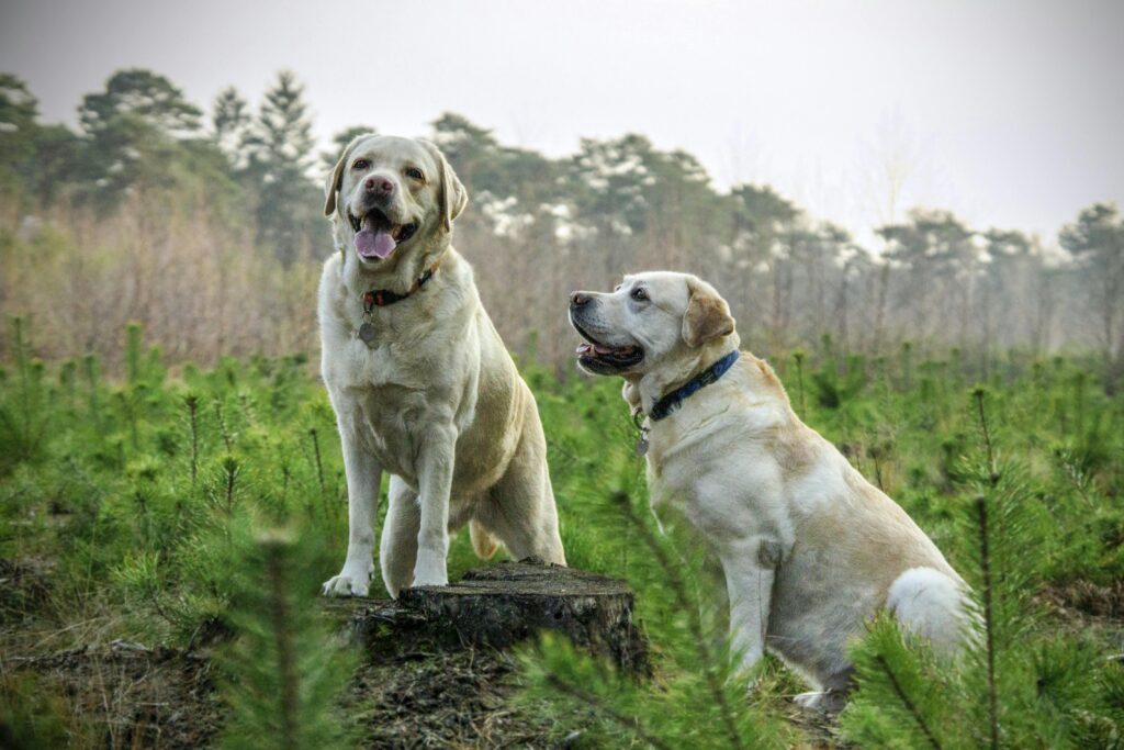 two dogs in pine forest