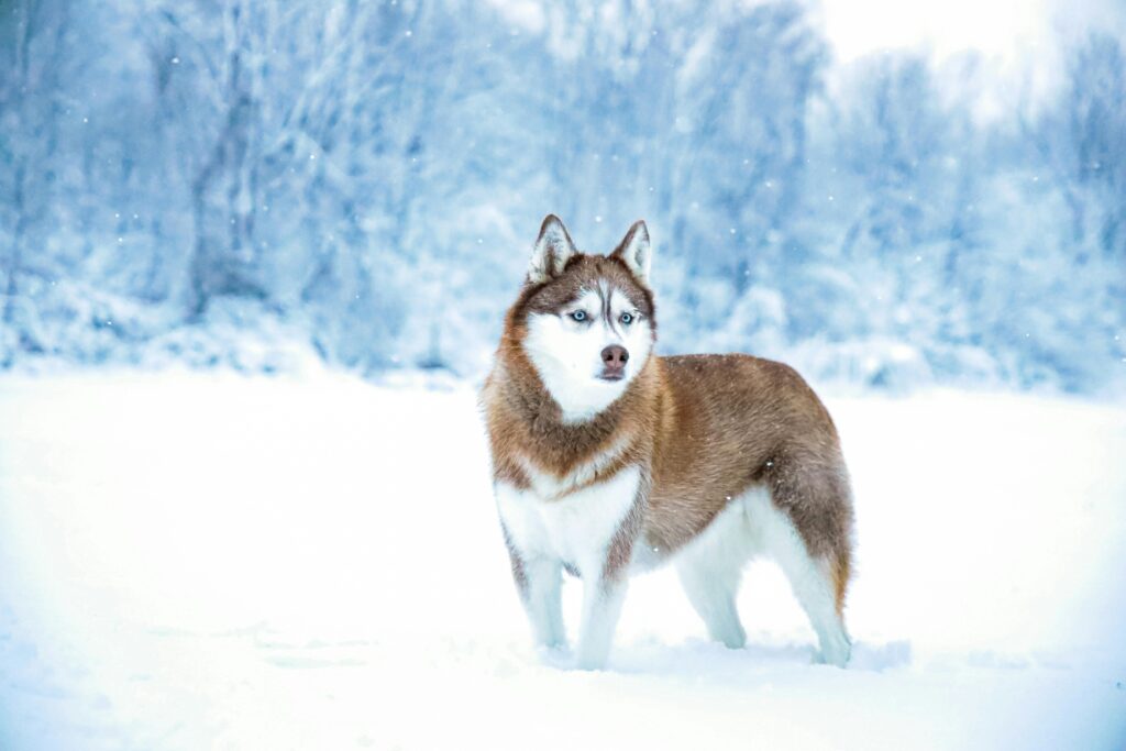 brown husky in the snow