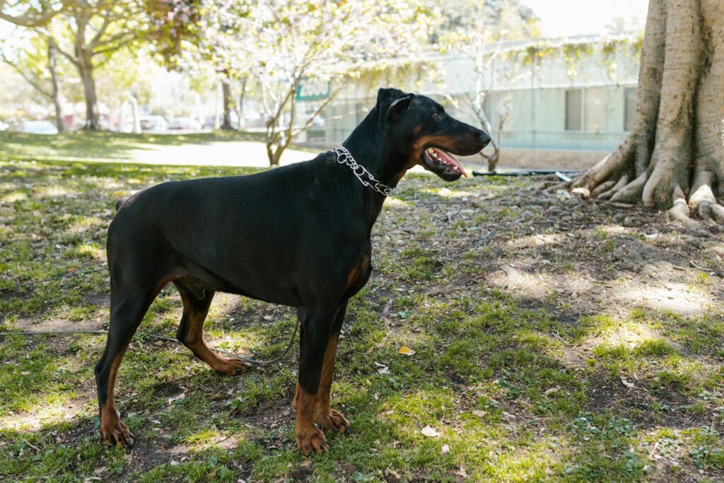 image of black dog