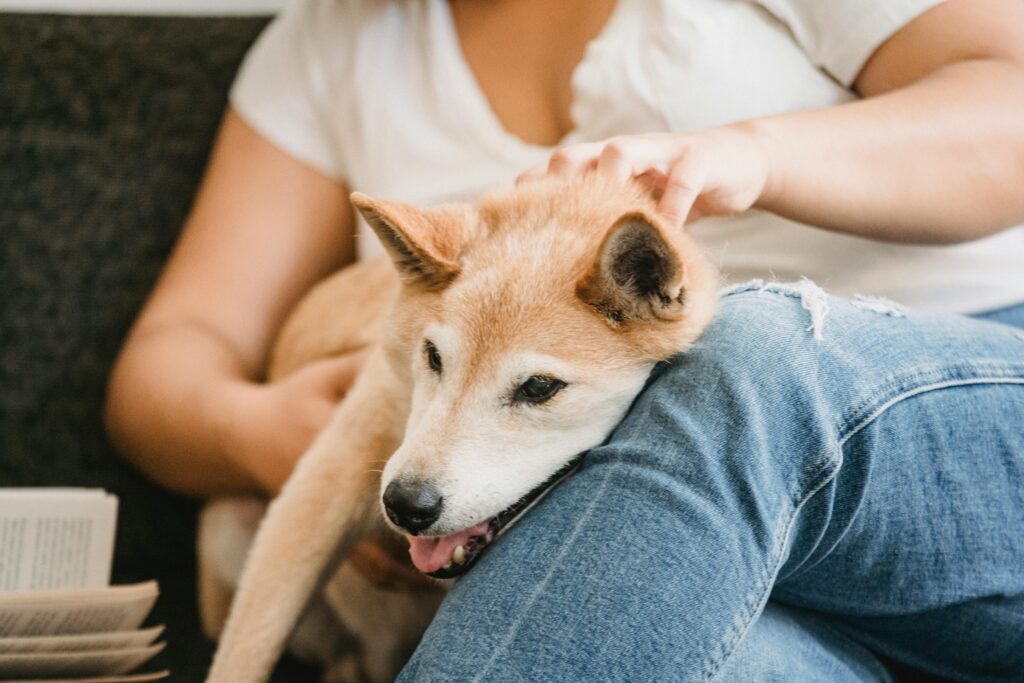 dog lying on owner