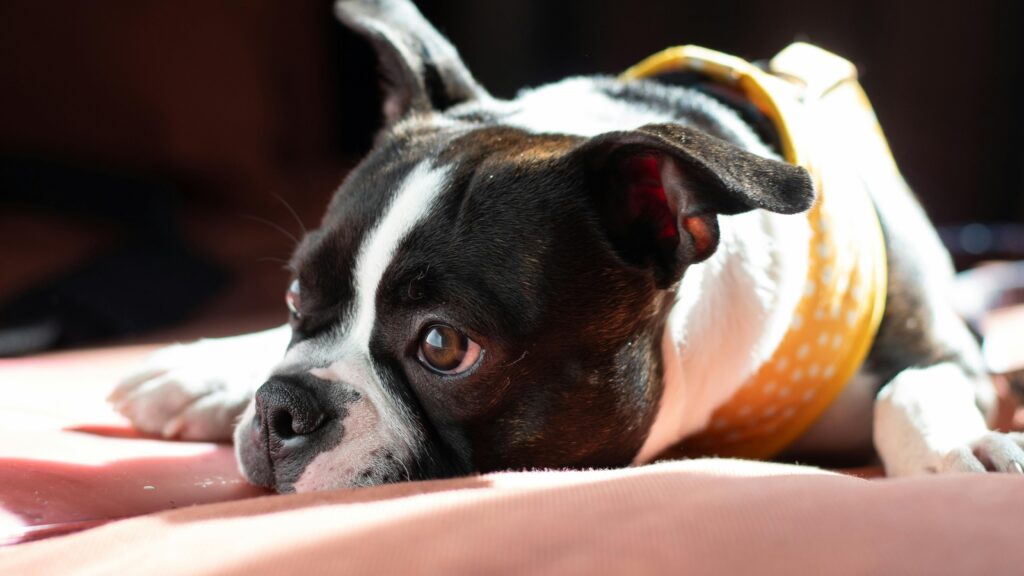 cute french bull dog