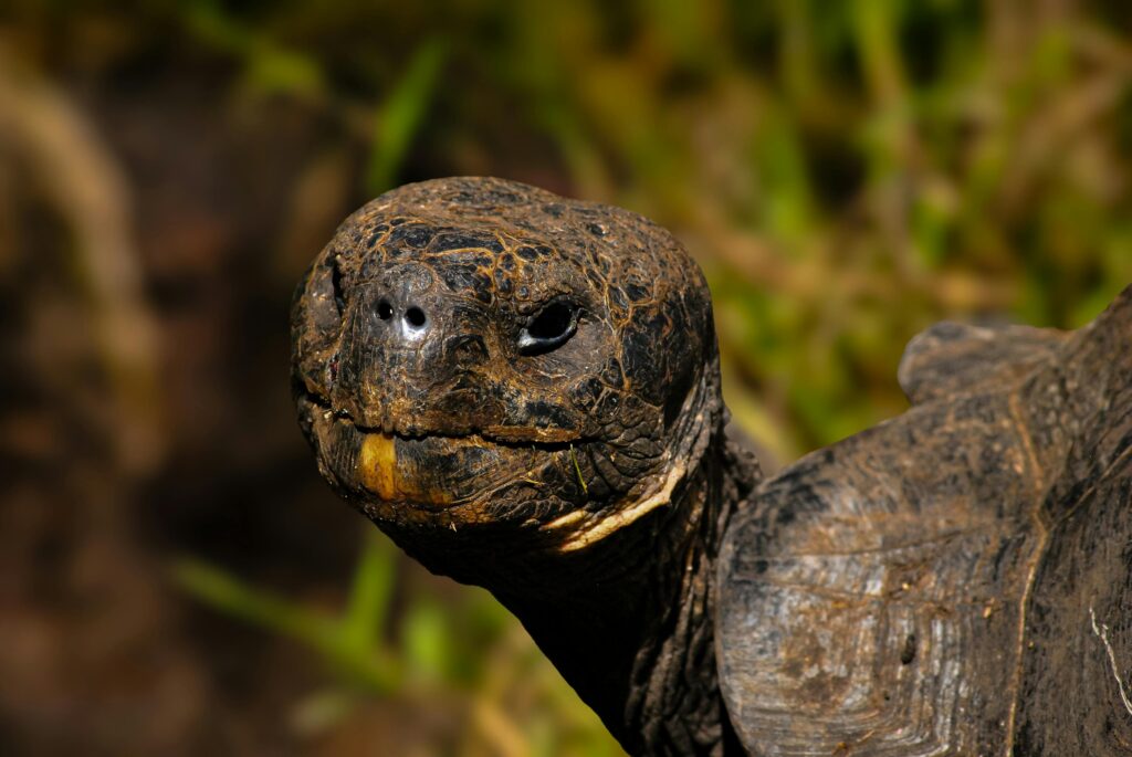 image of a giant tortoise