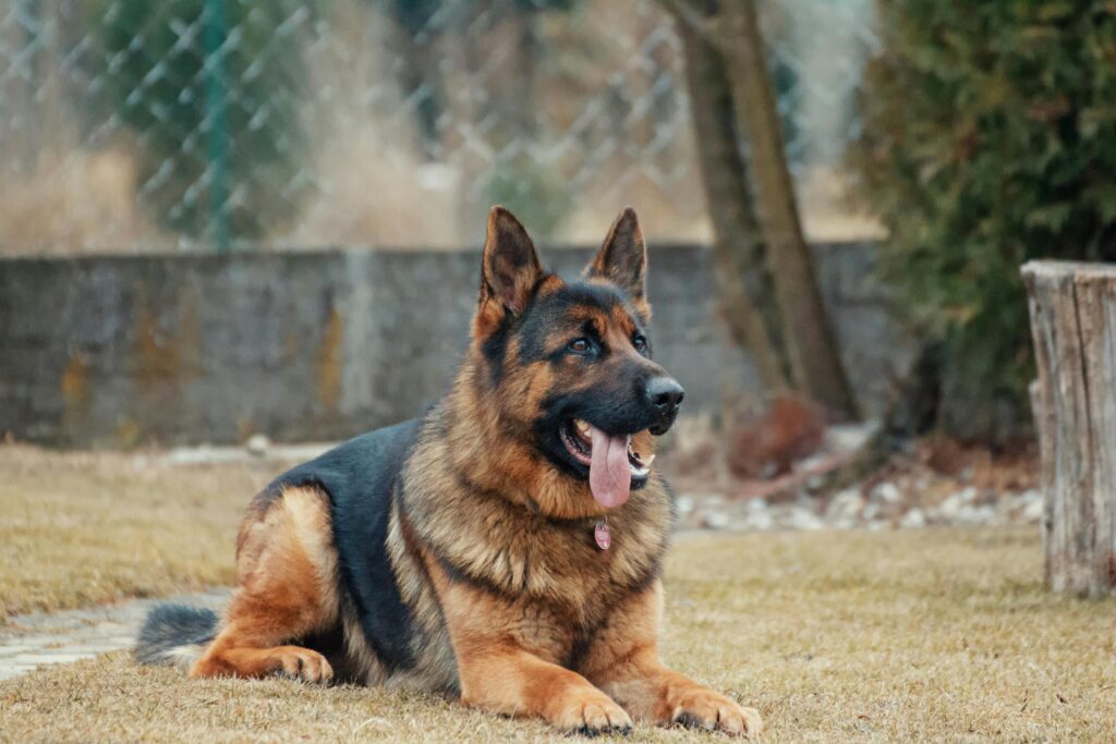 german shepard dog