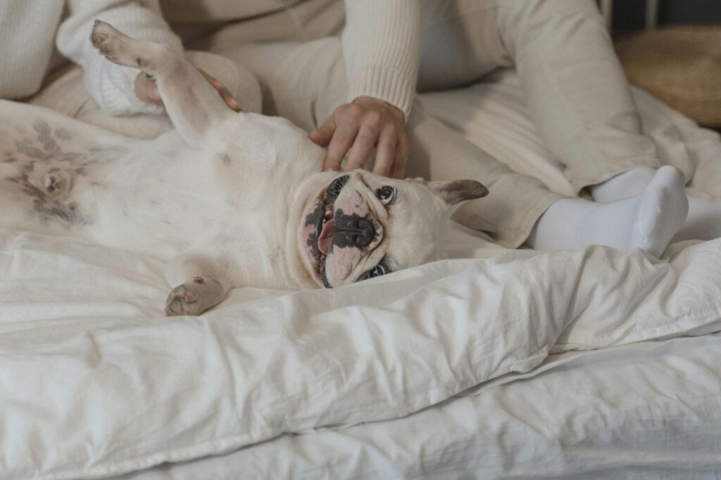 french bull dog on bed