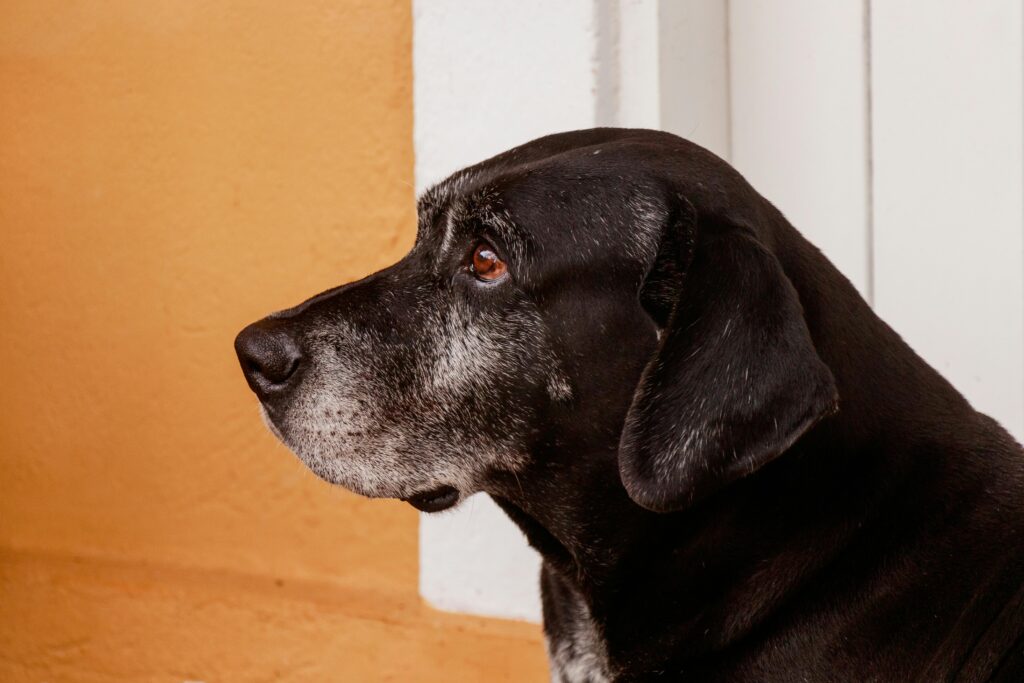 image of old dog from the side